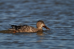 David Plant Photography - Wildlife Photography - Shoveler - I